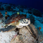 Eine Unterwasseraufnahme die eine grüne Schildkröte in ihrem natürlichen Lebensraum zeigt.