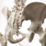 Symbolbild des Beckens zur Demonstration des Iliosakralgelenks.