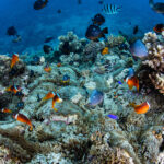 Schwarze und rote Anemonenfische sind auf dieser Unterwasseraufnahme vor einem farbenfroh bewachsenden Riff zu erkennen.